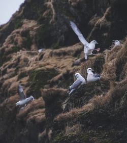 Seagulls flying over rocks