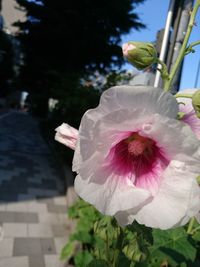 Close-up of pink flower