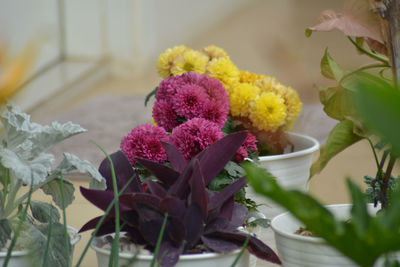 Close-up of pink flowering plant