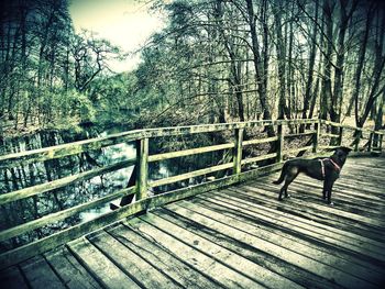 View of wooden boardwalk