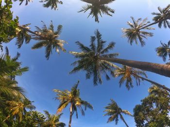 Low angle view of coconut palm trees against sky