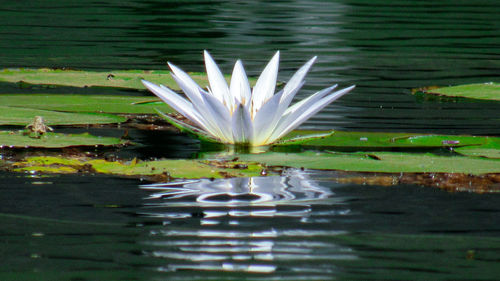 Water lily in lake