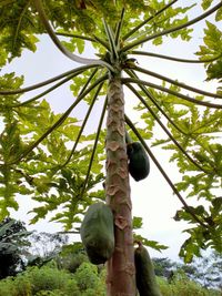 Low angle view of coconut palm tree against sky