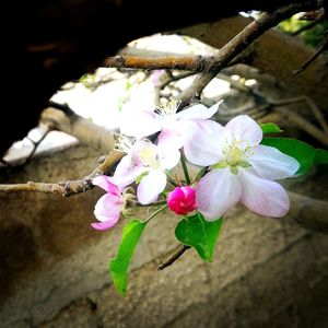 Close-up of pink cherry blossoms in spring