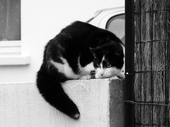Close-up of cat outdoors