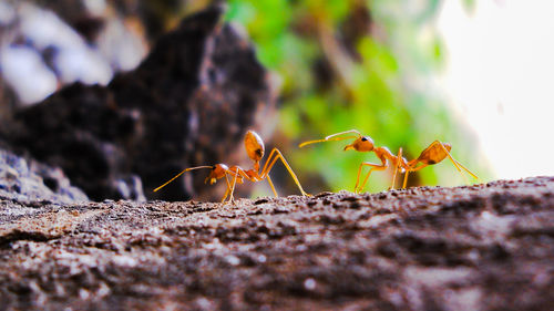 Close-up of ant on leaf