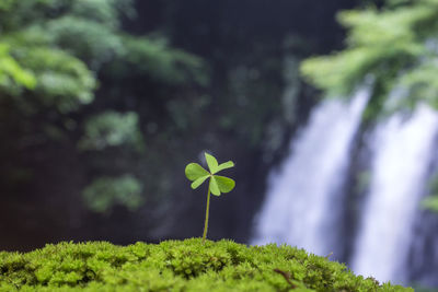 Close-up of green plant against blurred background