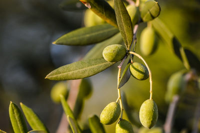 Close-up of fruit growing on tree