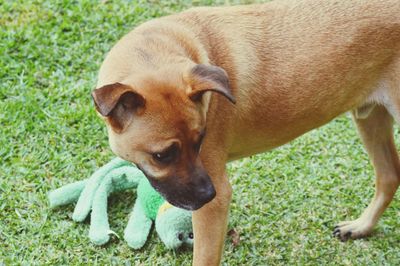 View of a dog on field