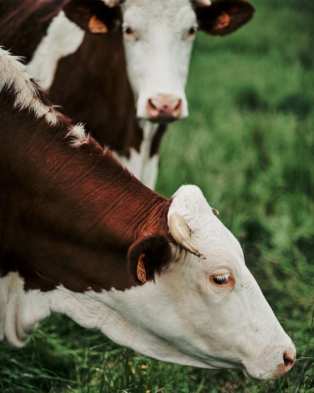 COW IN A FARM