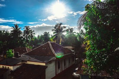 Sun shining through trees