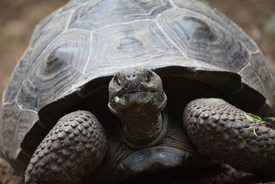 Close-up of a turtle