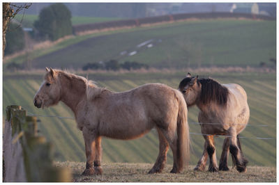 Horses in a field