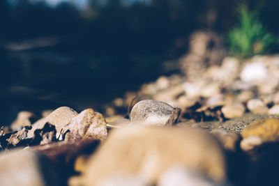 Close-up of stones on rock at beach