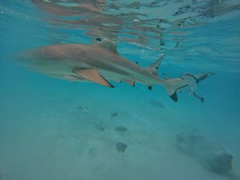 Fish swimming in sea