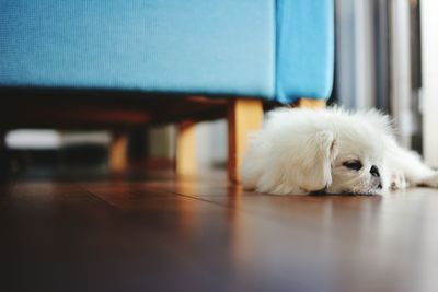 Close-up of dog lying on floor