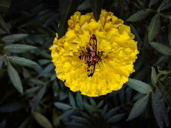 High angle view of bee on yellow flower