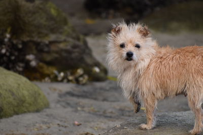 Portrait of dog standing on rock