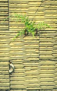 View of bird on wall