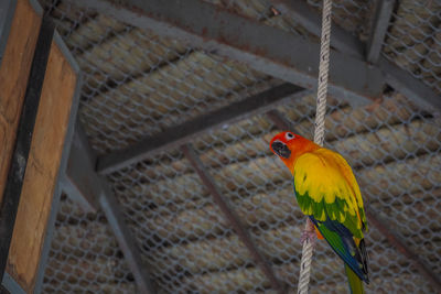 Low angle view of parrot perching in cage
