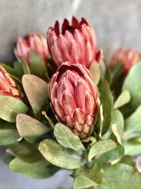 Close-up of pink flowering plant