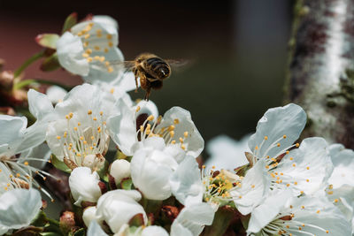 Close-up of bee on white flower