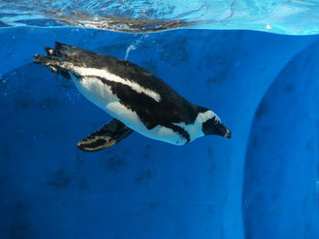 High angle view of penguin swimming in sea