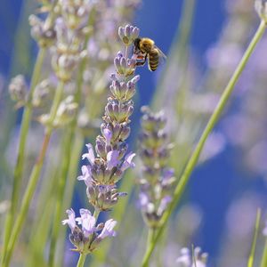 Close-up of bee pollinating on lavender