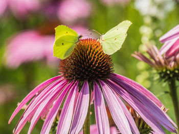 Close-up of butterfly on purple flower