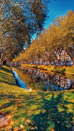 Trees growing in park during autumn