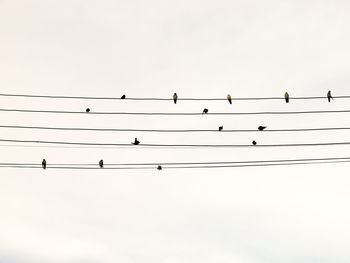 Low angle view of birds perching on cable against sky