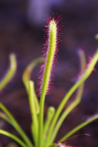 Close-up of purple flowering plant in field
