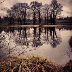 Reflection of bare trees in water