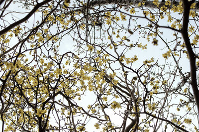 Low angle view of tree against sky