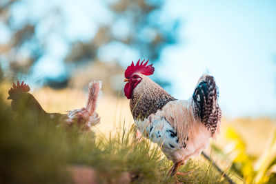 Rooster in a field