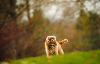 Close-up of cavalier king charles spaniel standing on field