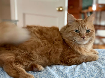 Portrait of cat lying on bed at home