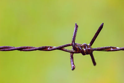 Close-up of barbed wire