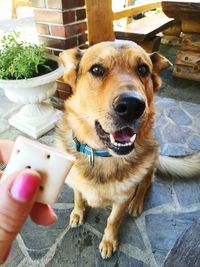 Close-up portrait of dog holding hand