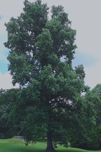 Trees against sky