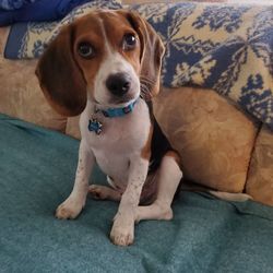 Portrait of dog sitting on sofa at home