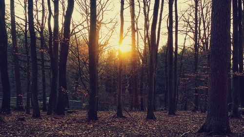 Sunlight streaming through trees in forest