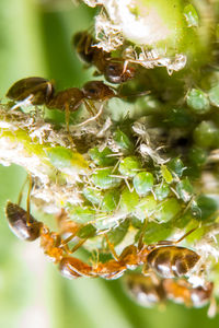 Close-up of berries on leaf