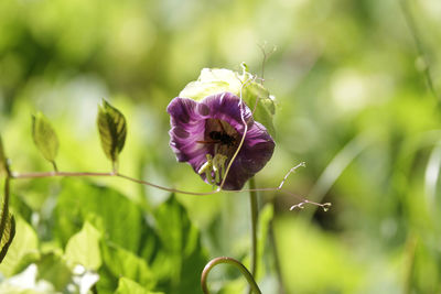 Close-up of purple flowering plant