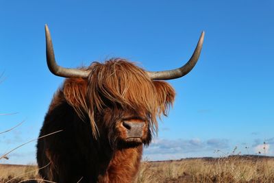 Close-up of cow standing on field against clear sky