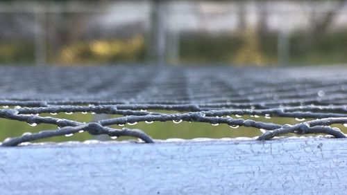 Close-up of wet plant during winter