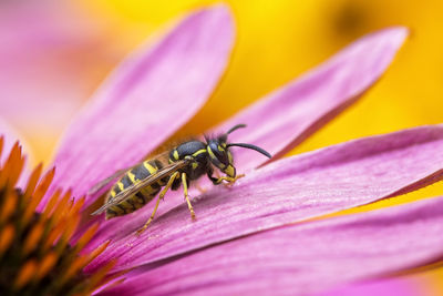 Close-up of insect on flower