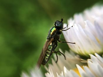 Close-up of insect on flower