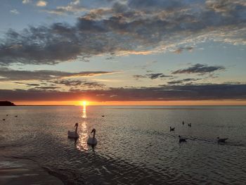 Swans swimming in the sea against sky during sunset