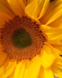 Macro shot of yellow flower